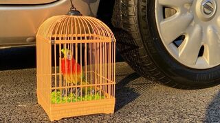 Crushing Crunchy & Soft Things by Car! EXPERIMENT: Parrot Vs Car