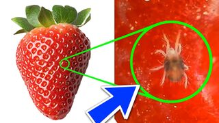 YOU WILL NEVER EAT STRAWBERRIES AGAIN AFTER WATCHING THIS !! - EXPERIMENT AT HOME