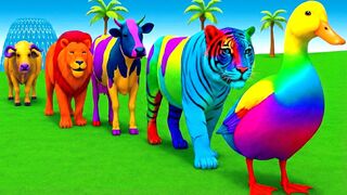 Learn Rainbow Colors with Tiger, Duck and Farm Animals