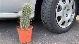 EXPERIMENT: CACTUS VS CAR - Crushing Crunchy & Soft Things by Car!