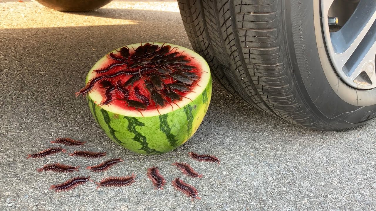 Experiment Car vs Watermelon vs Insect and Bug Toy Crushing Crunchy