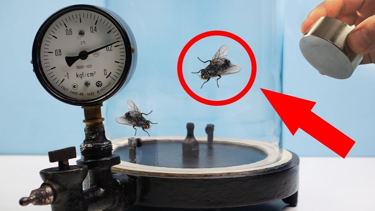 EXPERIMENT FLY FLIES IN VACUUM!?!