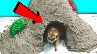 A SAND HOUSE FOR MY MEERKAT PET ... WHAT WILL HE DO?!
