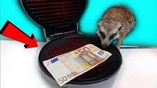 EXPERIMENT WAFFLE IRON vs 50 EURO! TIMON & TICKLING 