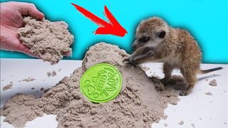 Kinetic Sand and Timon the Meerkat!