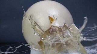 EXPERIMENT: Ostrich Egg vs Gun — What Can Stop the Bullet ?