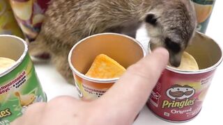 What if I Blend All PRINGLES Flavors + Nutella !? First Snow For My Meerkat !!