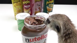 What if I Blend All PRINGLES Flavors + Nutella !? First Snow For My Meerkat !!