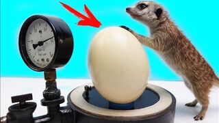 What Happens When You Put an Ostrich Egg In A Vacuum Chamber?