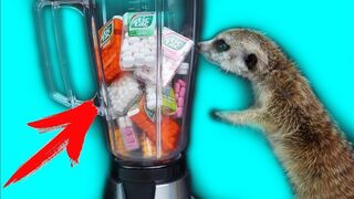 WHAT IF I BLEND ALL TIC TAC TASTES!? NEW SMOOTHIES FOR MY MEERKAT !!