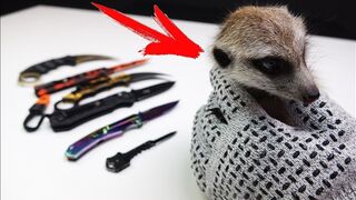 Checking the Armored Gloves with my Meerkat and my New Knife Collection from China !!!