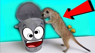 LOONY BIN MOVING TRASH CAN & TIMON'S THE MEERKAT REACTION TO IT!!!