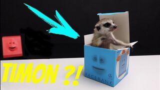 THE REAL TIMON UNBOXING ?! CAN YOU BELIEVE THAT ?!