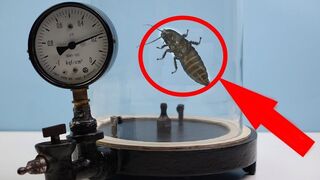 Experiment!!! Madagascar Cockroach Reaction to Vacuum!!!