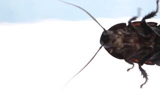 Experiment!!! Madagascar Cockroach Reaction to Vacuum!!!