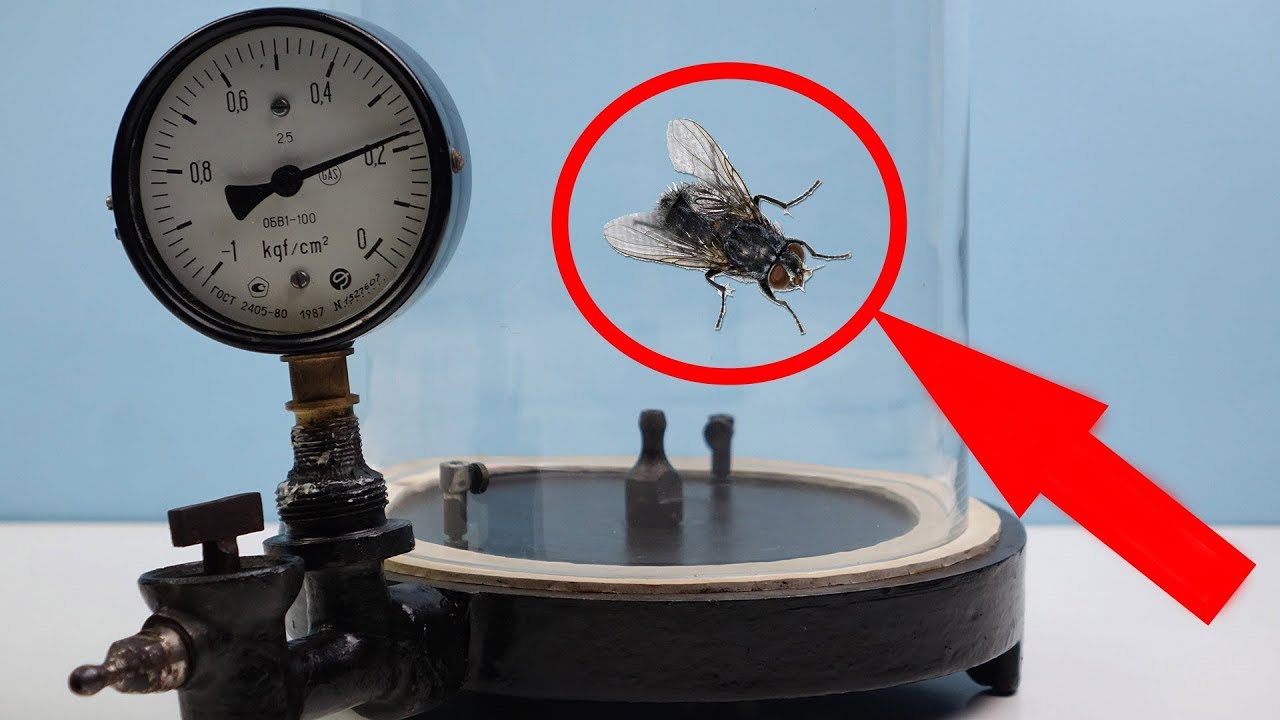WHAT HAPPENS WHEN YOU PUT A FLY IN A VACUUM CHAMBER?!? WILL IT SURVIVE?!?