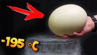 WHAT IF TO PUT AN OSTRICH EGG IN LIQUID NITROGEN?! −320 °F