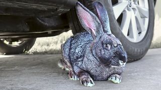 EXPERIMENT: Car vs Rabbit 