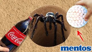 Experiment: Catch Spider In Hole Using Snare Coca Cola & Mentos