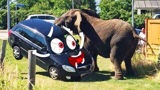 Elephant Attacks Car | Wild Animal Encounters by Doodles - Woa Doodland