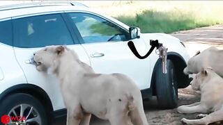 Elephant Attacks Car | Wild Animal Encounters by Doodles - Woa Doodland