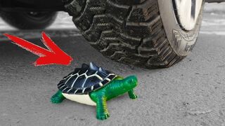 Experiment: Car Vs Rubber Turtle
