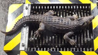 What happens to the crocodile on the crusher after starting?