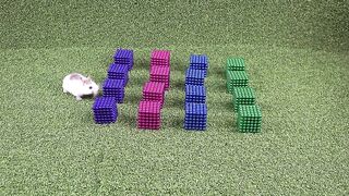 Hamster vs Hedgehog | Magnetic House | Top 10 Magnetics