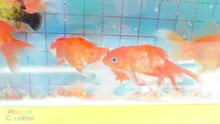 How to Make Amazing Truck Aquarium For Goldfish From Magnetic Balls ( Satisfying ) | Magnet Creative