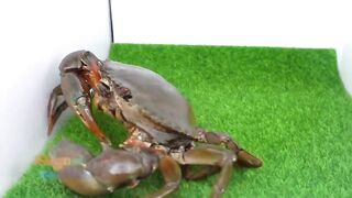 How To Build House, Swimming Pool, Ground water For Giant Crab From Magnetic Balls (Satisfying)