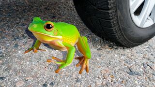 EXPERIMENT: Car vs Frog| Crushing Crunchy & Soft Things by Car